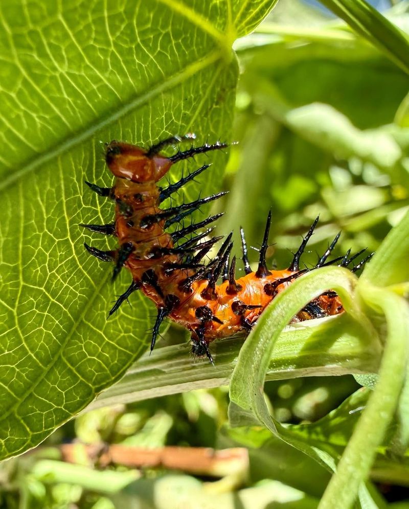 Spraying Caterpillar Plants Can End The Cycle Before Wings Appear