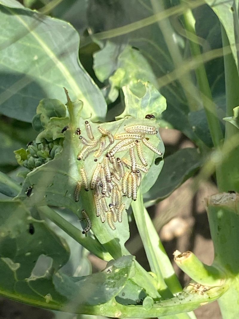Spraying Without Full Leaf Coverage Spraying Without Full Leaf Coverage