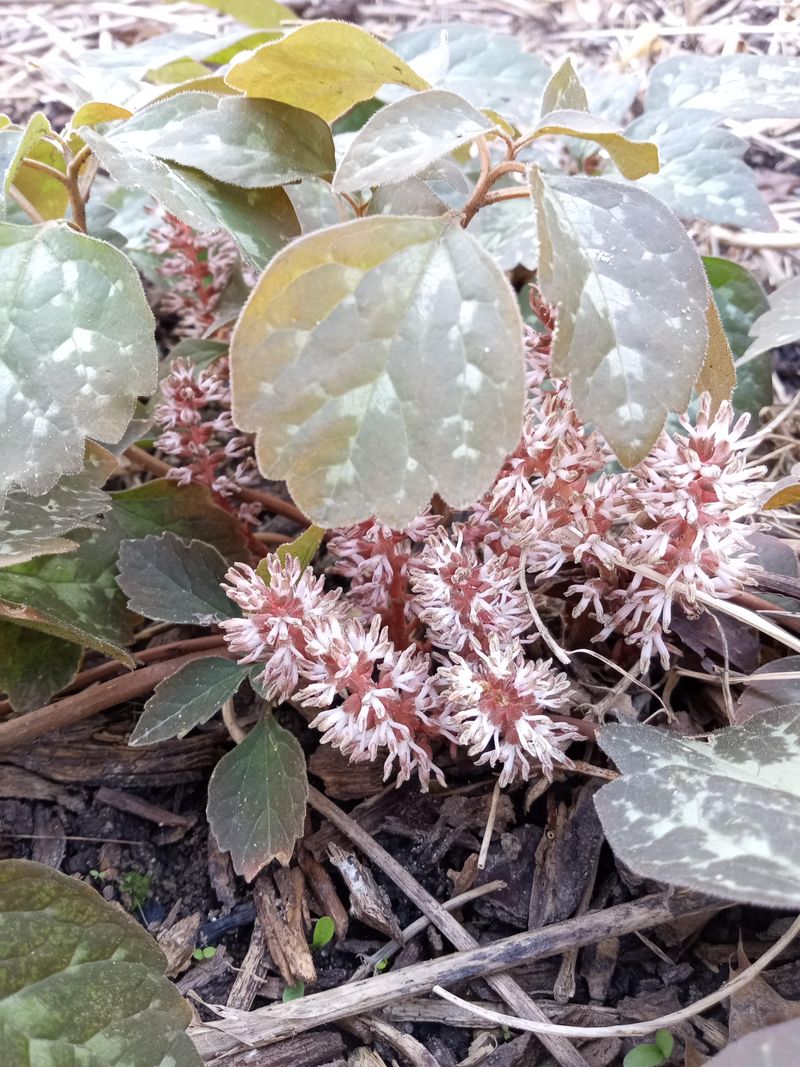 Spread Allegheny Spurge Under Canopy