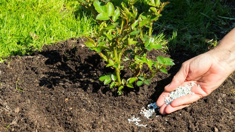 Spread Fertilizer Evenly Around The Root Zone Spread Fertilizer Evenly Around The Root Zone
