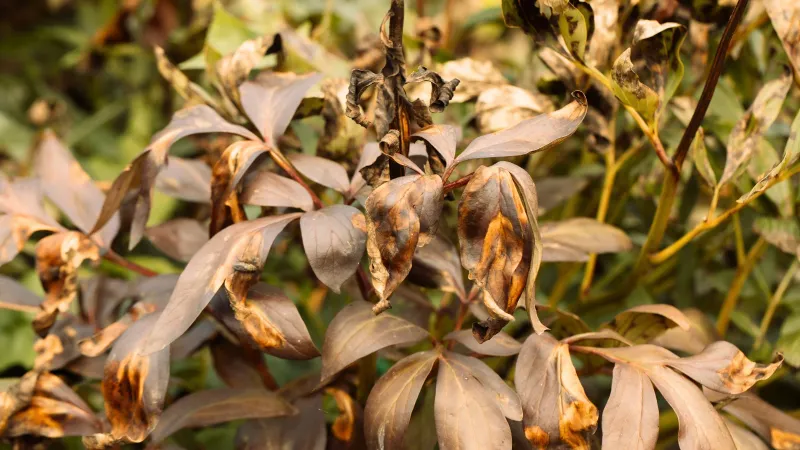 Spreading Brown Lesions May Be Anthracnose
