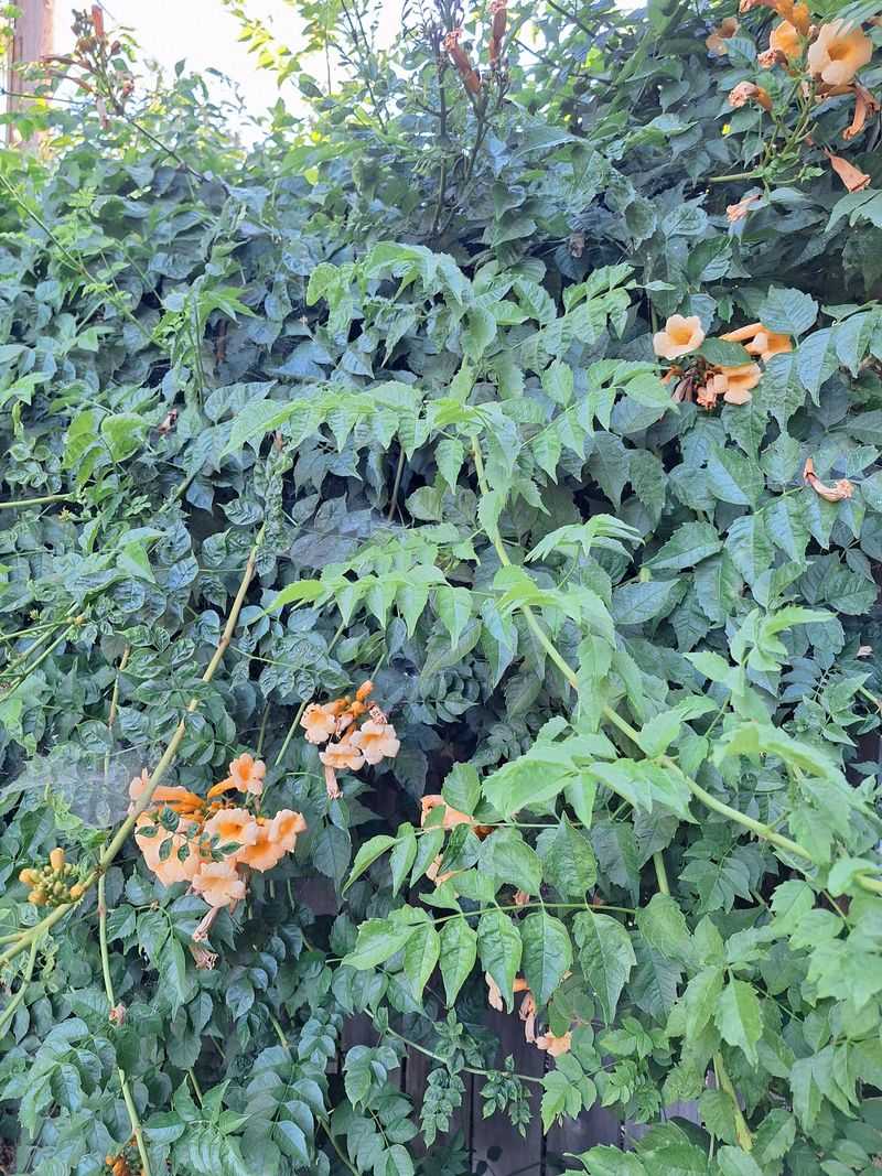 Spreading Plants Can Leave Both Yards With Cleanup