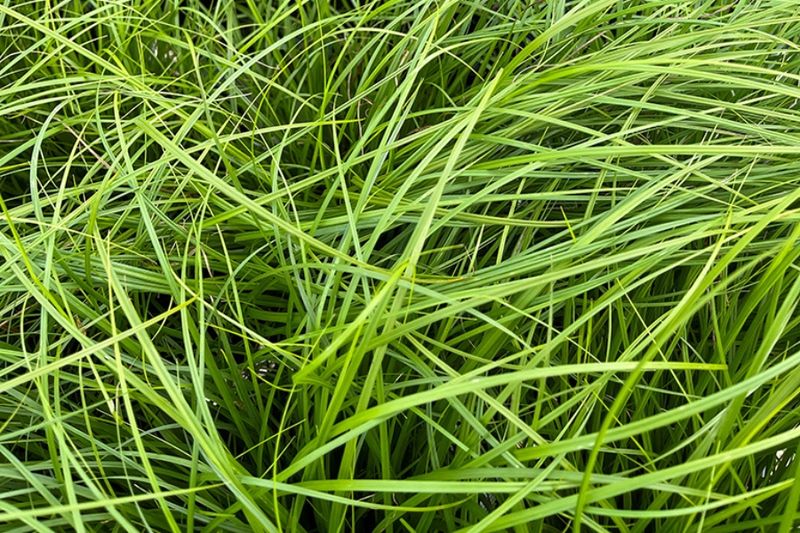 Spreading Rhizomes Help It Fill Bare Ground Over Time