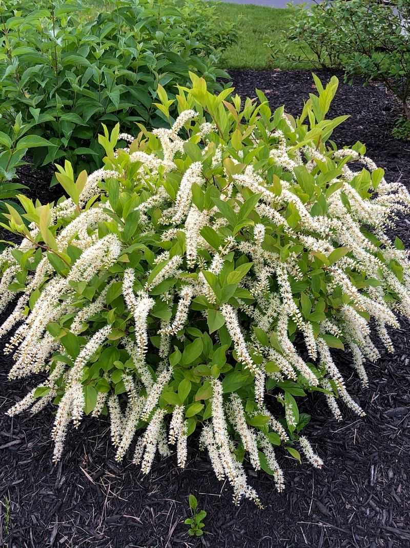 Spreading Roots Can Form A Full Shrub Over Time Spreading Roots Can Form A Full Shrub Over Time