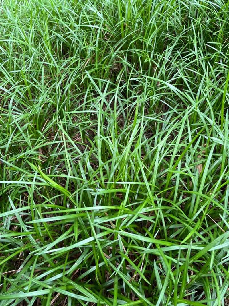 Spreading Sedge Was Built For Shaded Woodland Floors