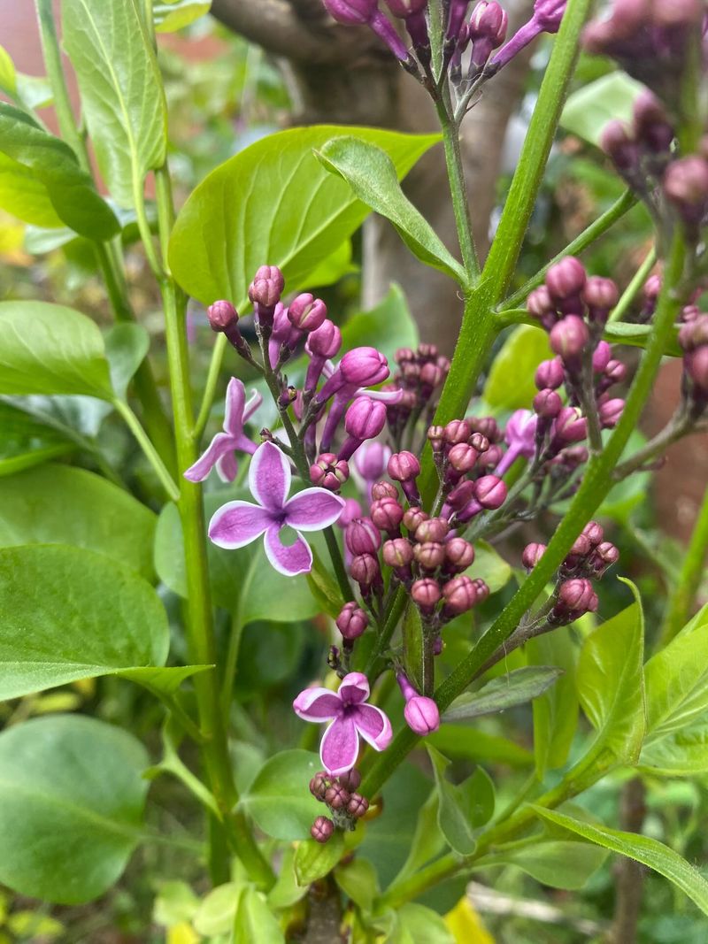 Spring Bloomers Can Lose Next Year's Flowers Spring Bloomers Can Lose Next Year's Flowers