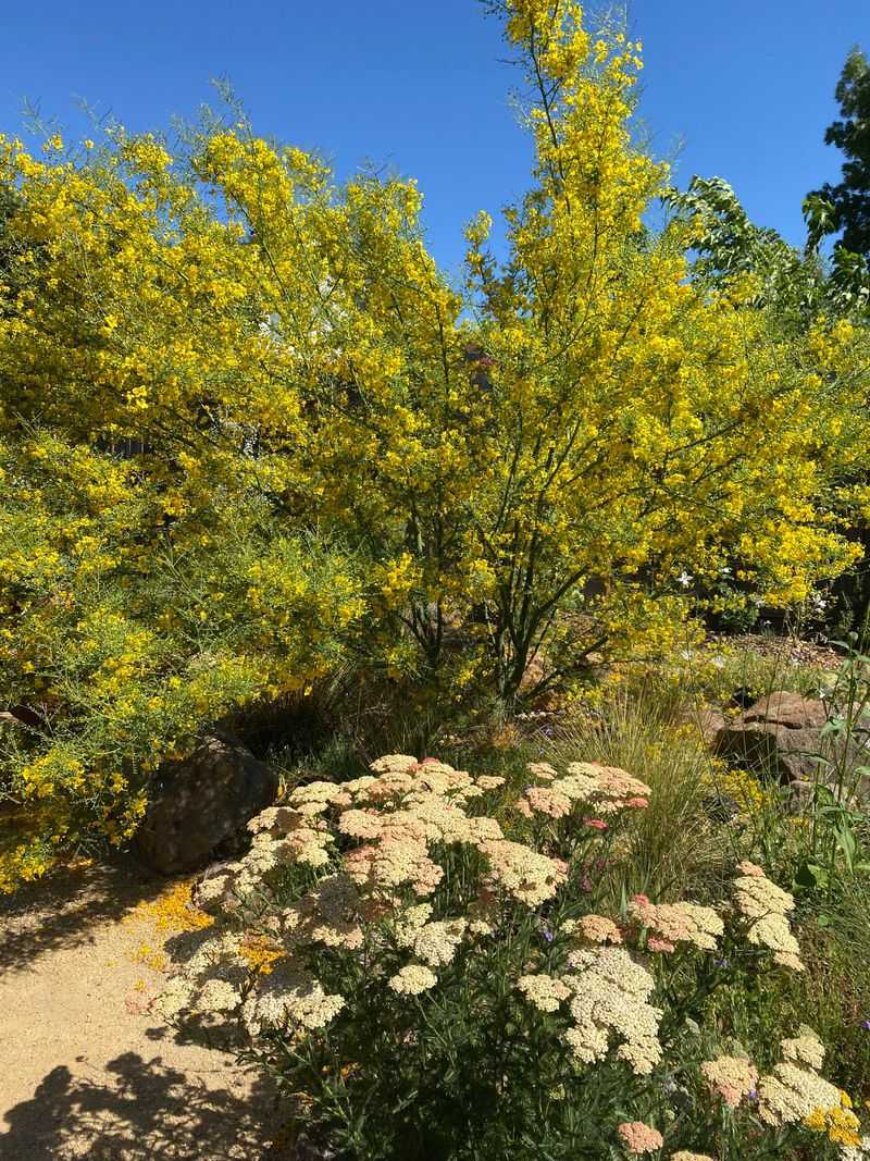 Spring Blooms Add Color Without Heavy Leaf Litter