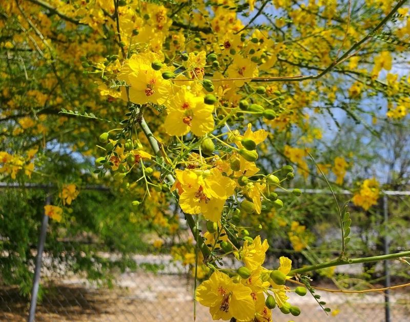 Spring Blooms That Bring Seasonal Color To The Landscape Spring Blooms That Bring Seasonal Color To The Landscape