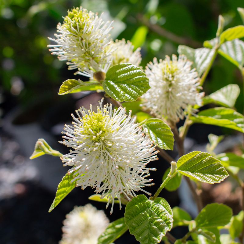 Spring Brings Fragrant White Bottlebrush Flowers