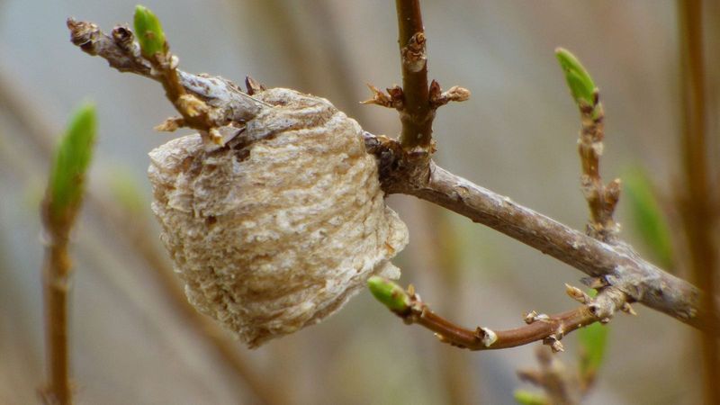 Spring Egg Cases Produce Adults By August Spring Egg Cases Produce Adults By August