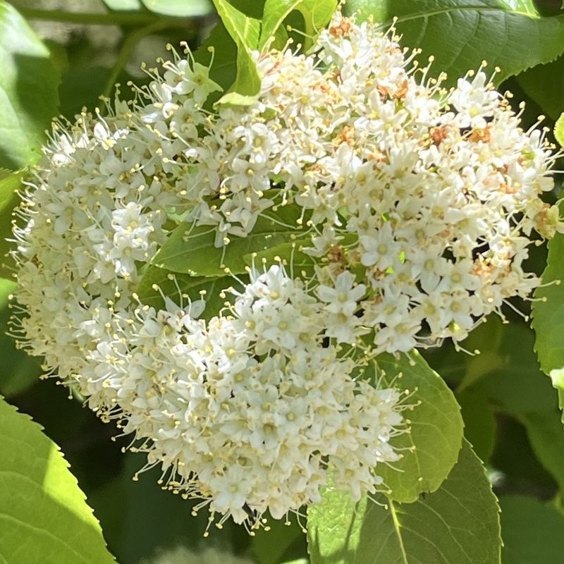 Spring Flowers Add Another Season Of Interest