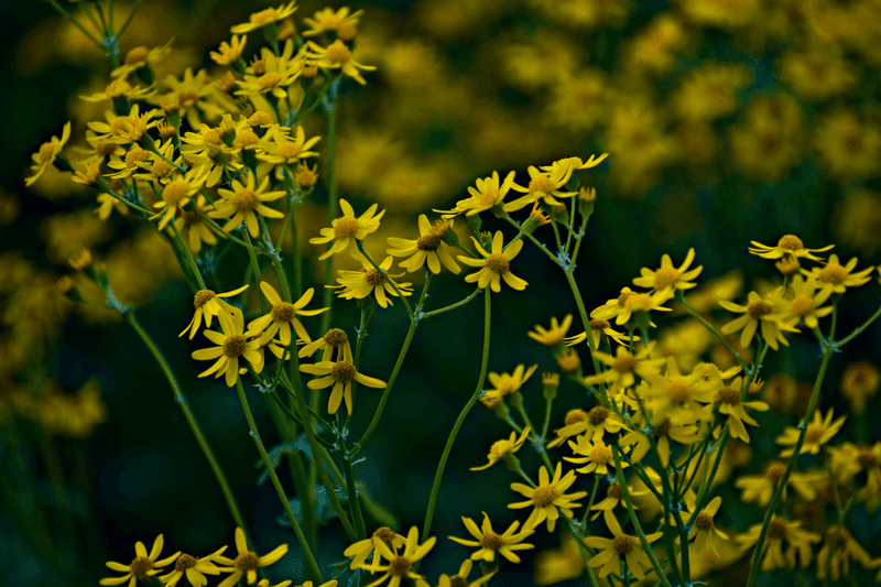 Spring Flowers Add More Than Weed Control