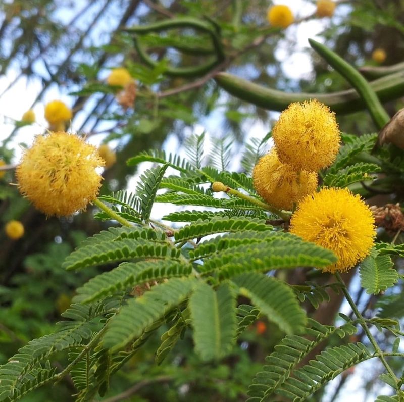 Spring Flowers Cover The Branches With Color