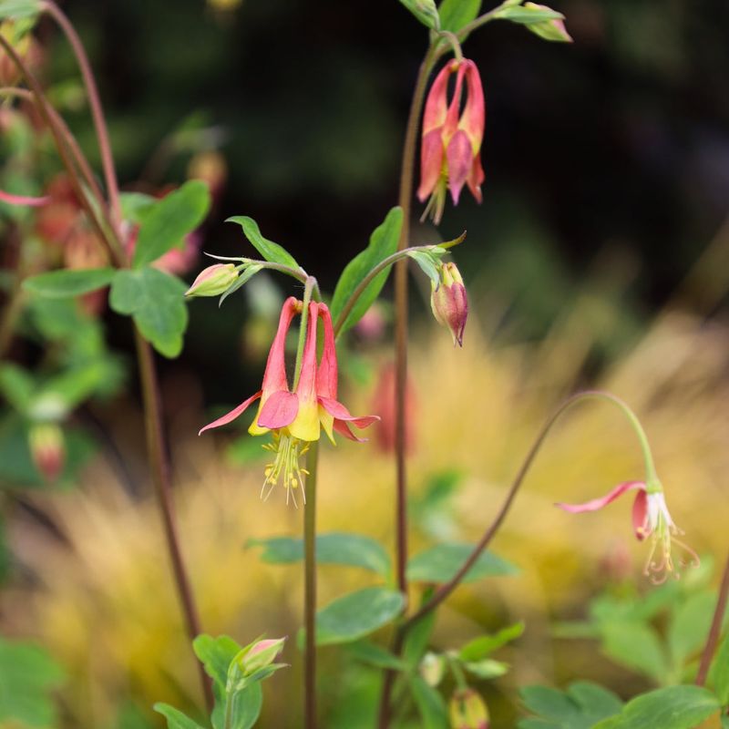Spring Flowers Give Hummingbirds A Reason To Visit The Shade