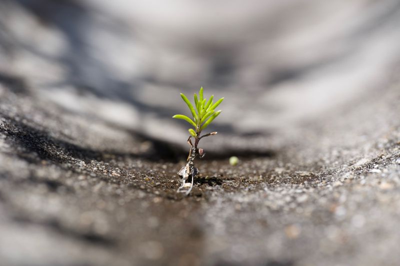 Spring Seedlings Struggle In Summer Heat