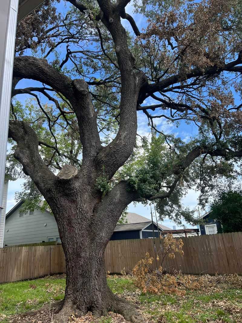 Spring Starts With A Stronger Root System