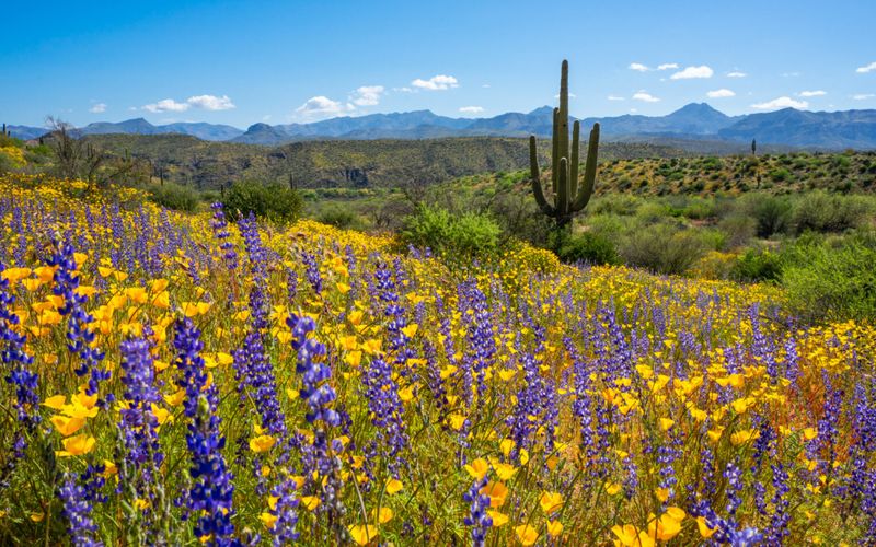 Spring Wildflower Color Starts With Fall Preparation