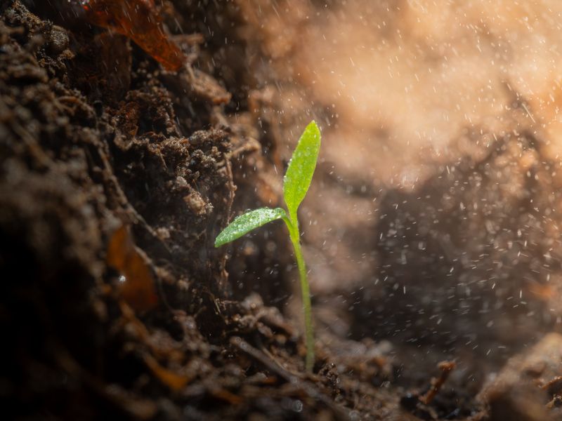 Sprinkle Diatomaceous Earth Around Vulnerable Seedlings Sprinkle Diatomaceous Earth Around Vulnerable Seedlings