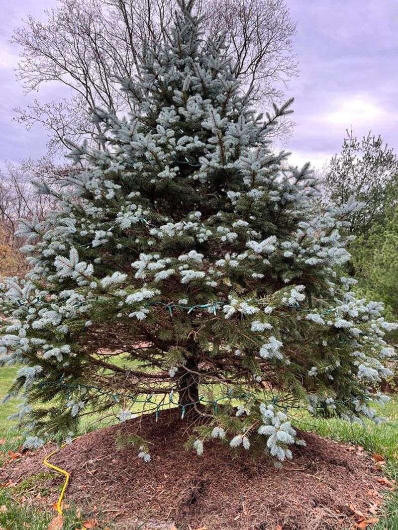 Spruce Trees Usually Need No September Feeding When They Look Healthy
