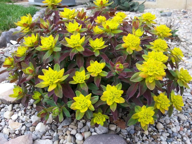 Spurge Keeps Its Structure After Summer Rain