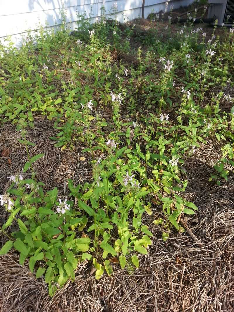 Square Stems Help Separate It From Nearby Lawn Growth