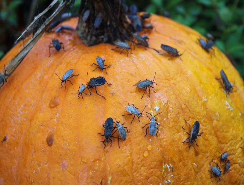 Squash Bugs Are A Major Threat To Pennsylvania Pumpkins