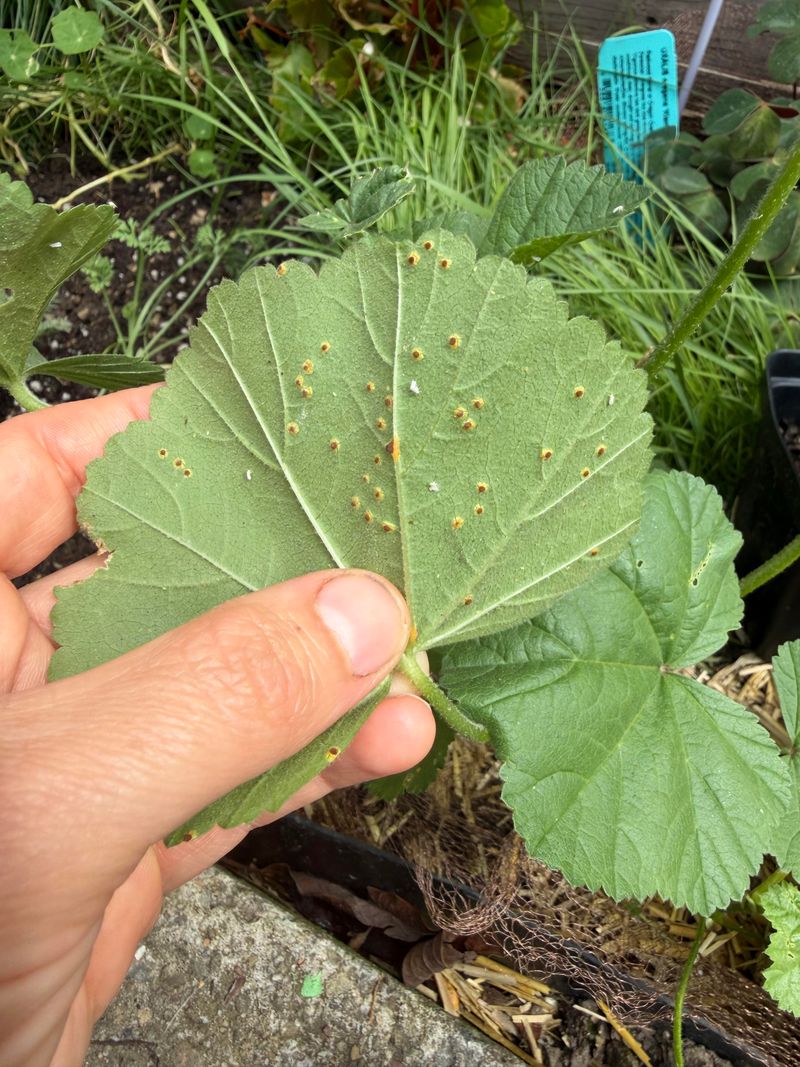 Squash Leaves Shelter Developing Nymphs