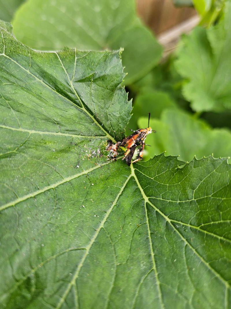Squash Vine Borers Can Cause Healthy Squash To Suddenly Wilt