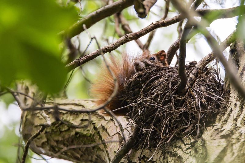 Squirrel Dreys Piled High In Tree Branches