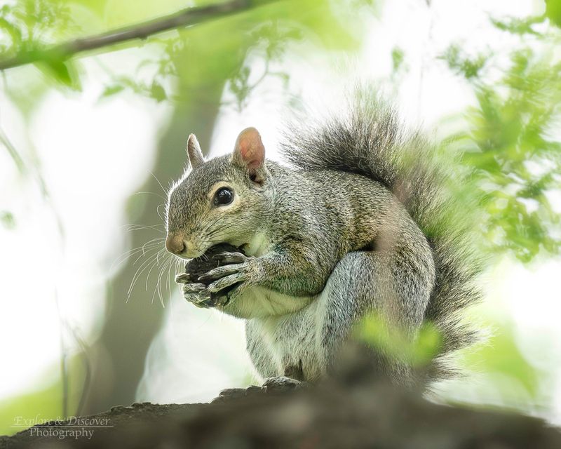 Squirrels And Their Late Summer Twig Cutting