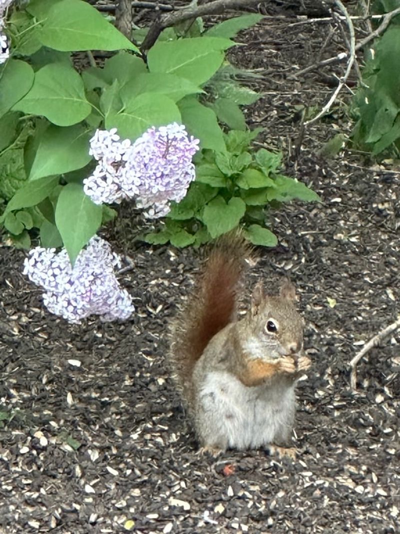 Squirrels Are Not Always A Catch-And-Release Situation Squirrels Are Not Always A Catch-And-Release Situation