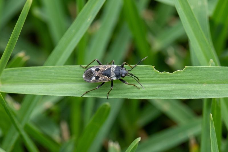 St. Augustinegrass Gives Chinch Bugs Their Preferred Host