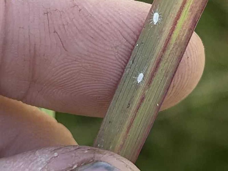 St. Augustinegrass Is A Concern Even Without A Local Lawn Find Yet