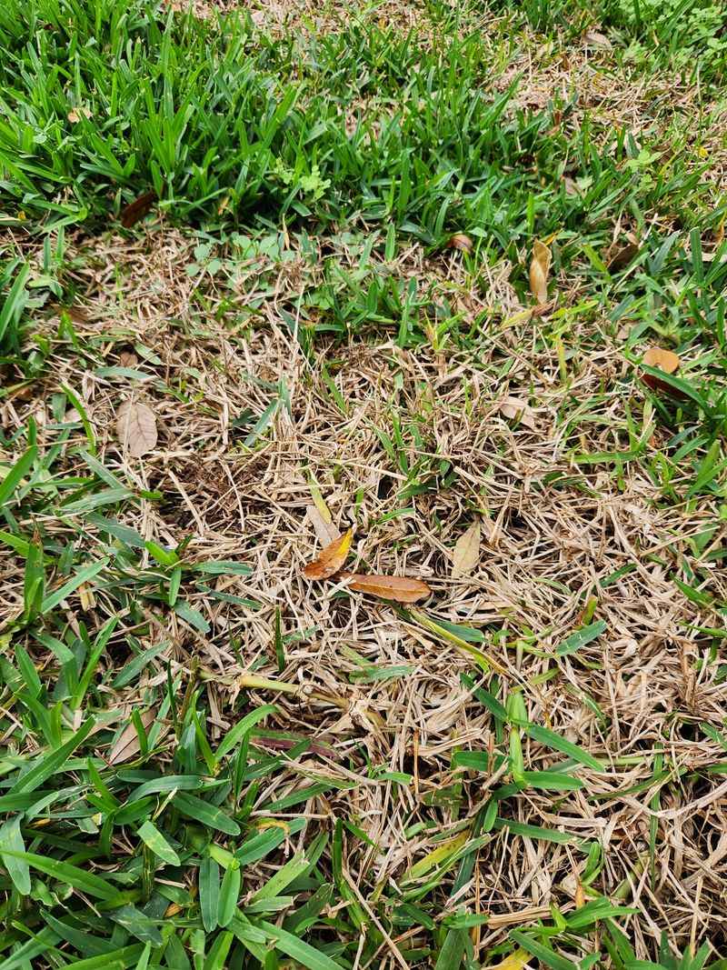 St. Augustinegrass Is Not The Only Turf That Can Show Trouble St. Augustinegrass Is Not The Only Turf That Can Show Trouble