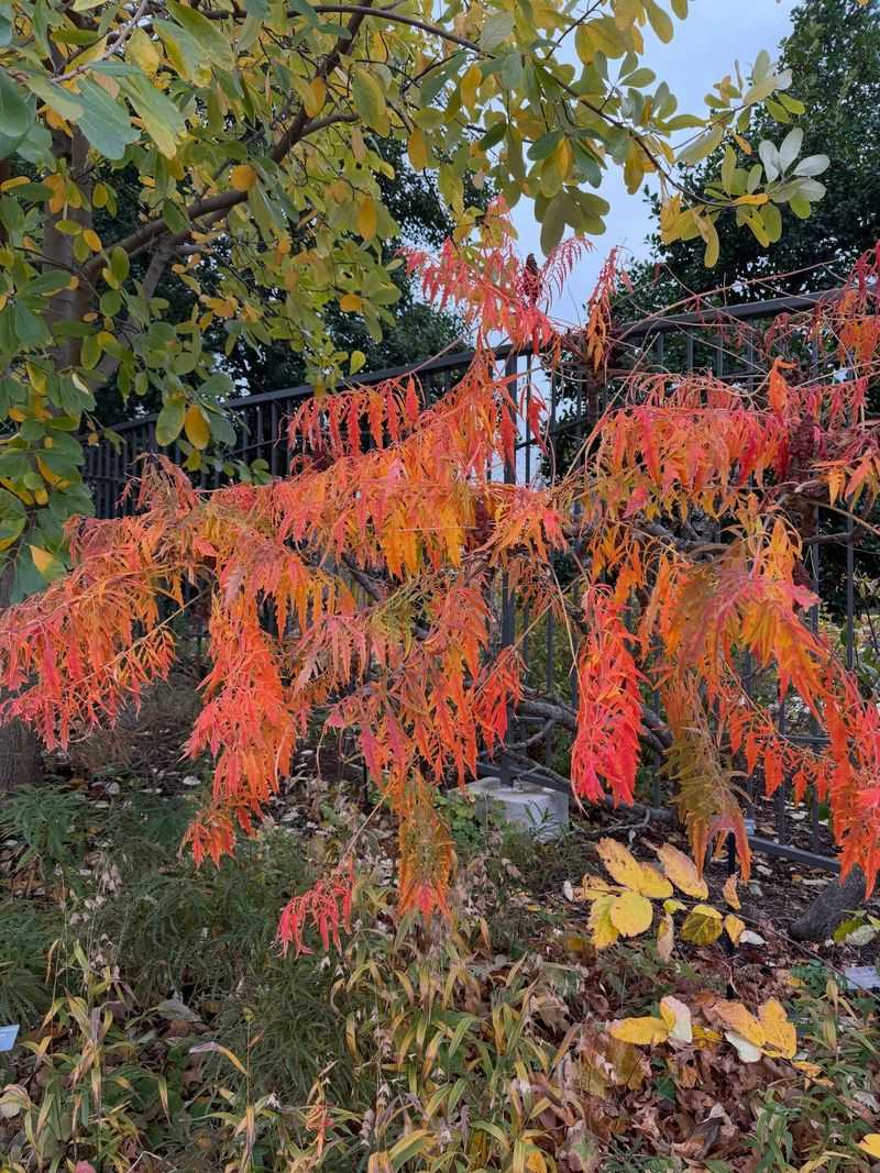 Staghorn Sumac
