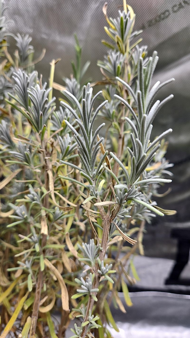 Stagnant Air Caused Mildew