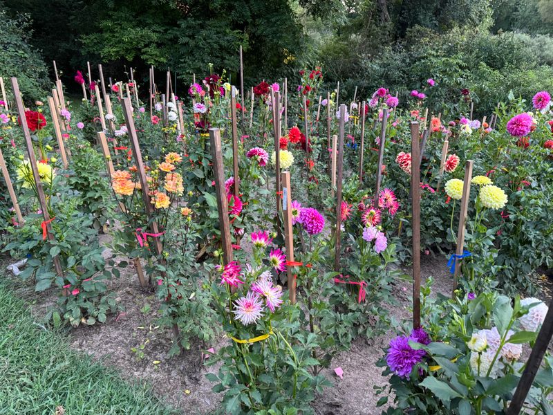 Stake Heavy Stems Before Late Summer Storms Hit