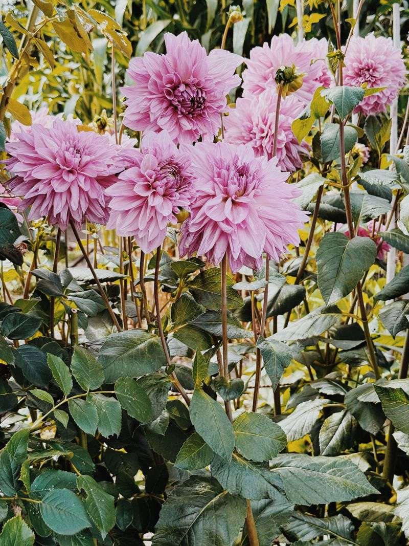 Stake Tall Varieties For Support Stake Tall Varieties For Support