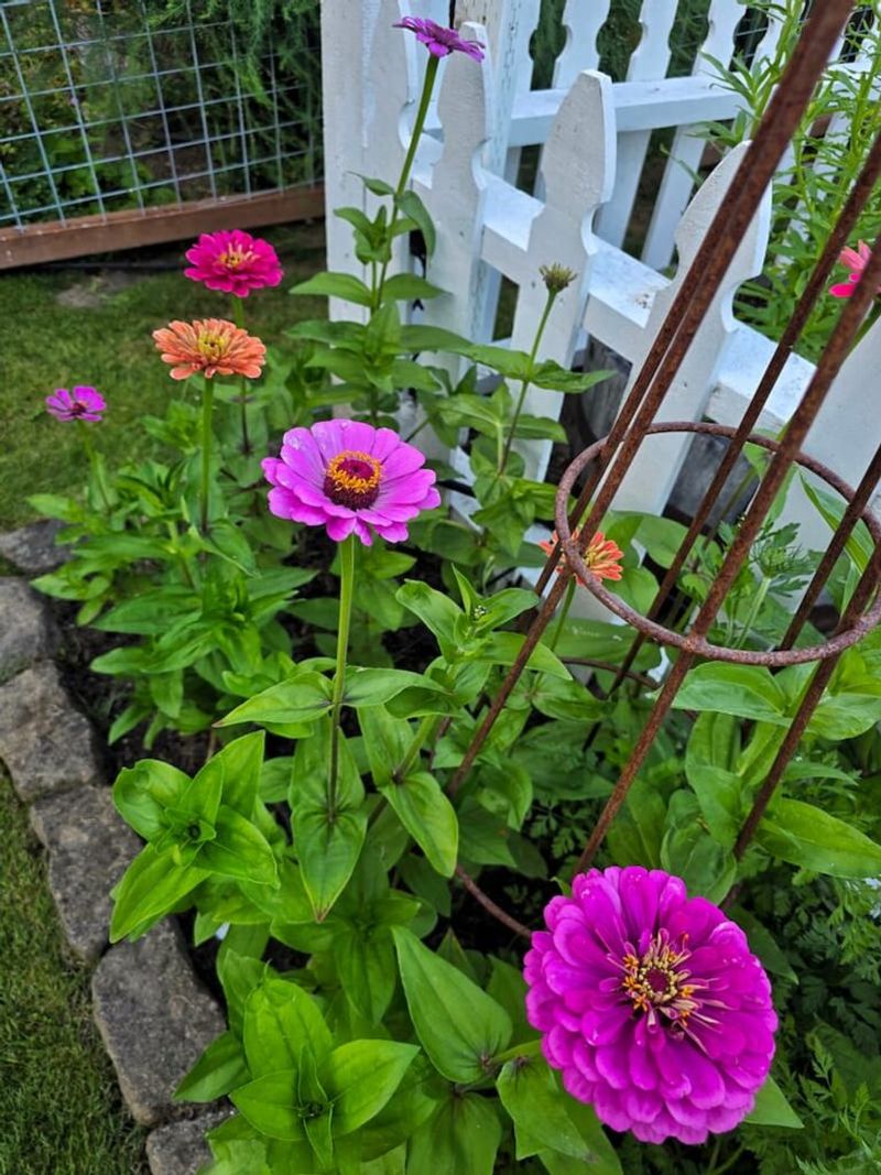 Staking And Supporting Tall, Heavy Blooms Before Storms Staking And Supporting Tall, Heavy Blooms Before Storms