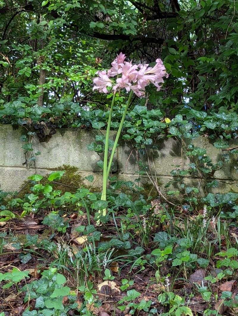 Stalks Reach Full Height Quickly Stalks Reach Full Height Quickly