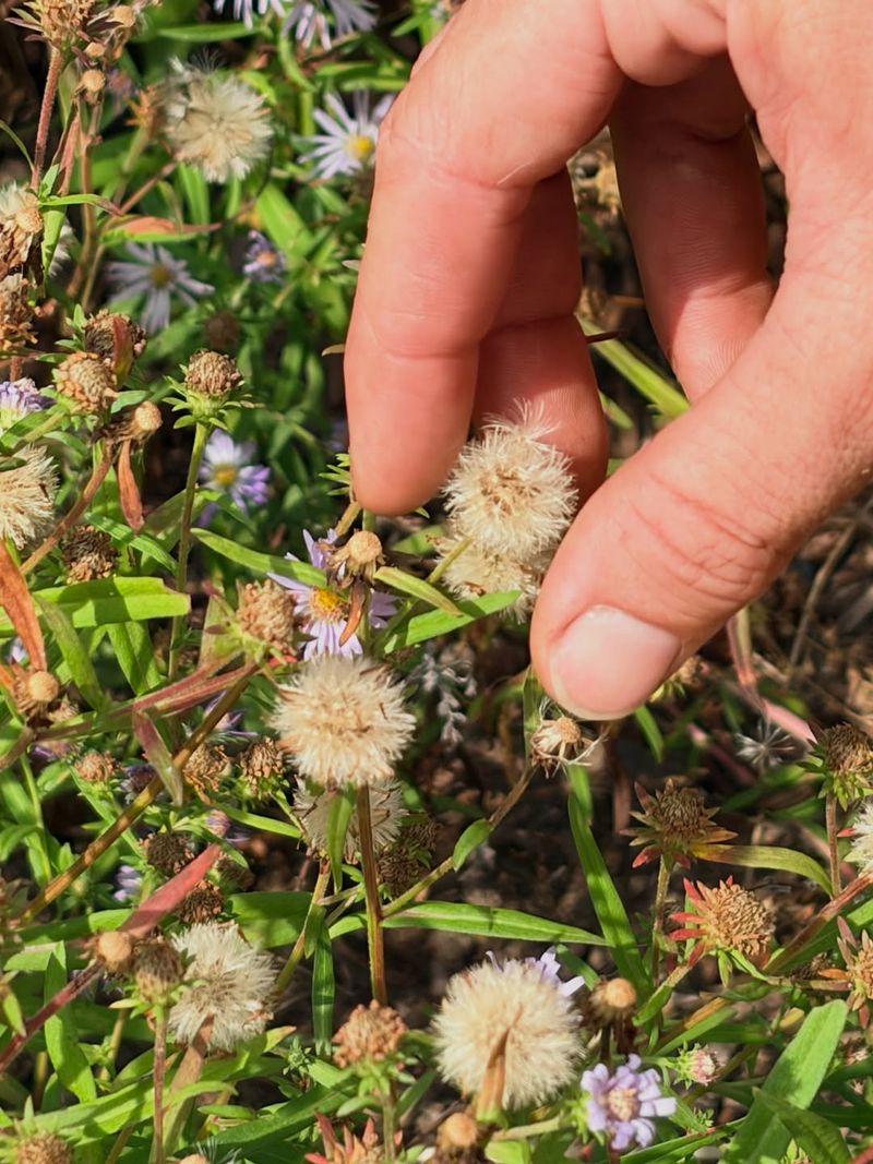 Standing Seed Heads Extend The Seasonal Interest Standing Seed Heads Extend The Seasonal Interest