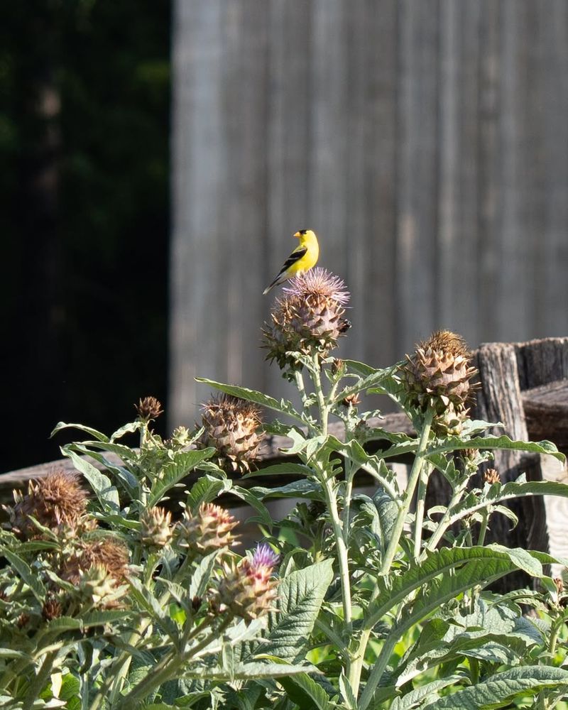 Standing Seed Heads Keep The Yard Worth Visiting Standing Seed Heads Keep The Yard Worth Visiting