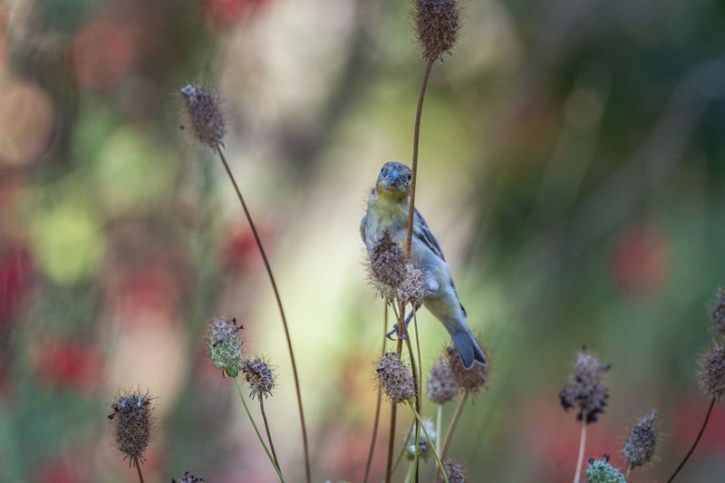 Standing Seed Heads Provide Food Through Fall And Winter Standing Seed Heads Provide Food Through Fall And Winter