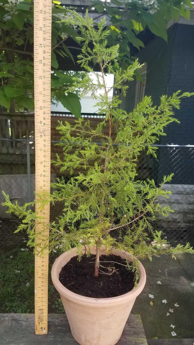 Standing Water Can Slow A Newly Planted Tree Down Standing Water Can Slow A Newly Planted Tree Down