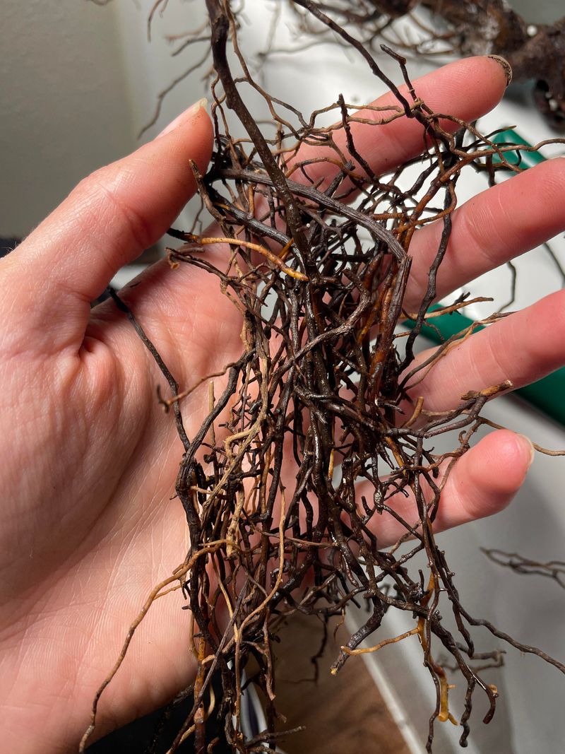 Standing Water Invites Root Rot And Fungal Disease