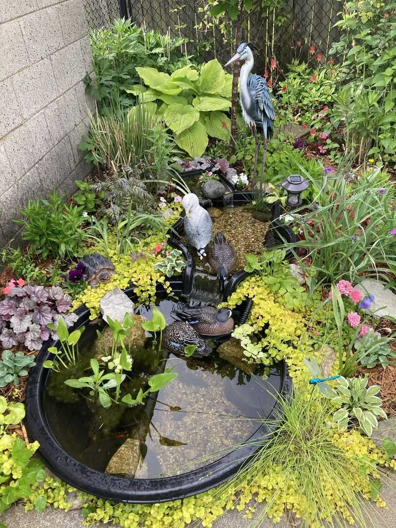 Standing Water Turns Into A Mosquito Nursery Standing Water Turns Into A Mosquito Nursery