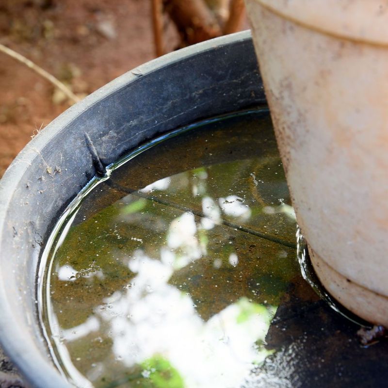 Standing Water With A Stale, Musty Odor Standing Water With A Stale, Musty Odor