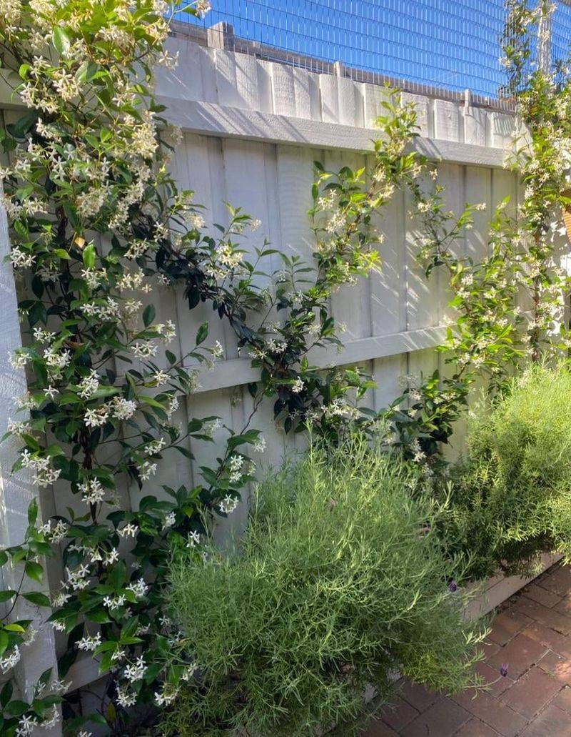 Star Jasmine Filling A Fence Without Going Wild