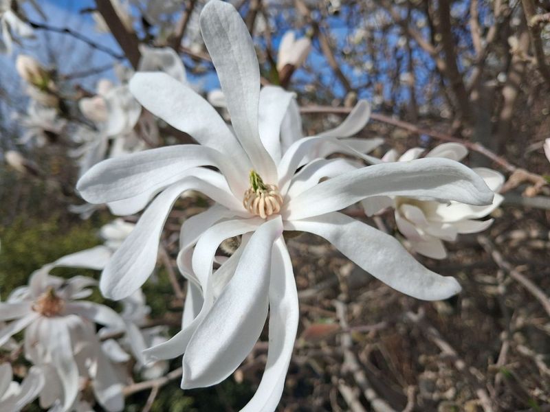 Star Magnolia Keeps Clearance Manageable