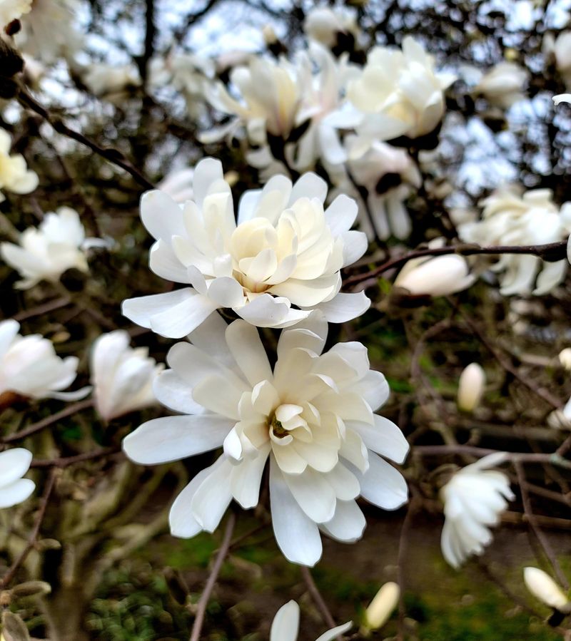 Star Magnolia Stays Short And Manageable Star Magnolia Stays Short And Manageable